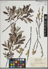 Foto von Salix lapponum L.